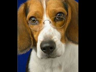 ELEGÍA A LA MUERTE DE UN PERRO (Miguel de Unamuno)