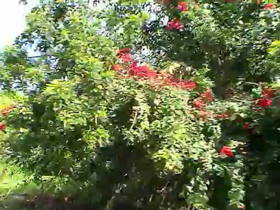 Escale à Cozumel - Visite de TULUM