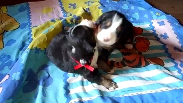 les 2 femelles (15 février)