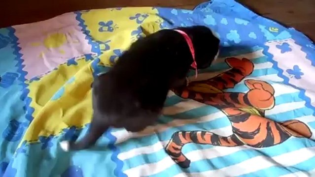 FEMELLE ROSE (15 FÉV)