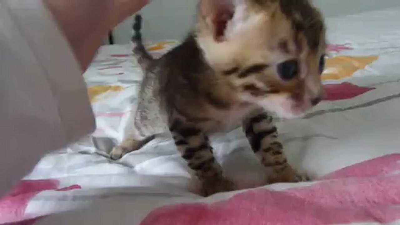 Magic Bengal Ilixir 3,5 weeks
