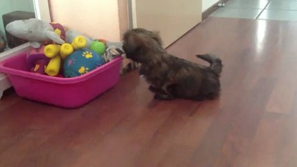 Rocky discovering new toys