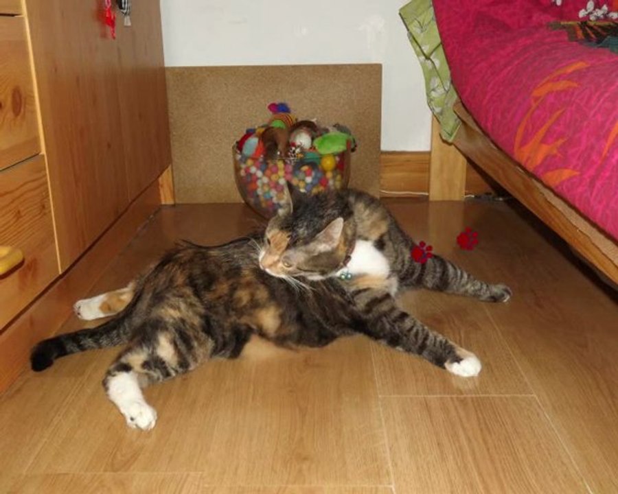 Angelo et Compagnie.