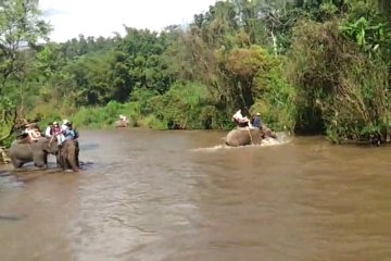 Fil Safari - Chiang Mai / Tayland