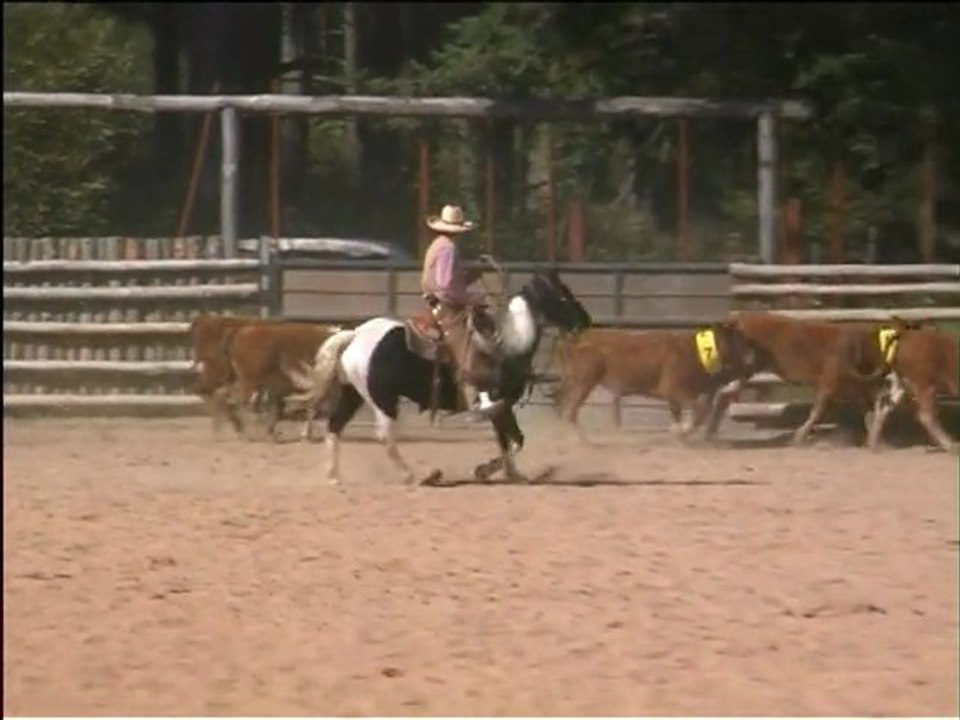 Cheval de Ranch 3°Cow Penning