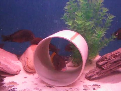 Red Rainbow Kasanga 09