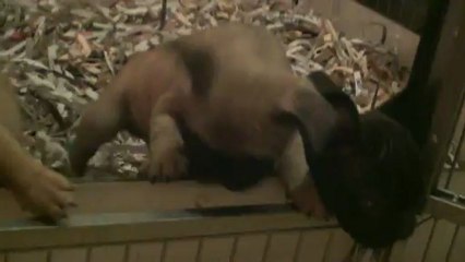 Chiots de Enawel à 7 semaines 2