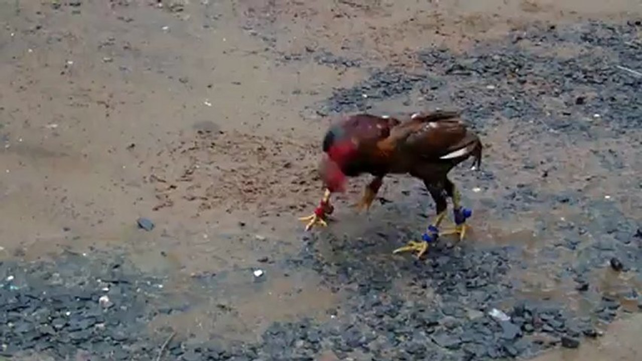YURI vs TamTAM (16fév13)