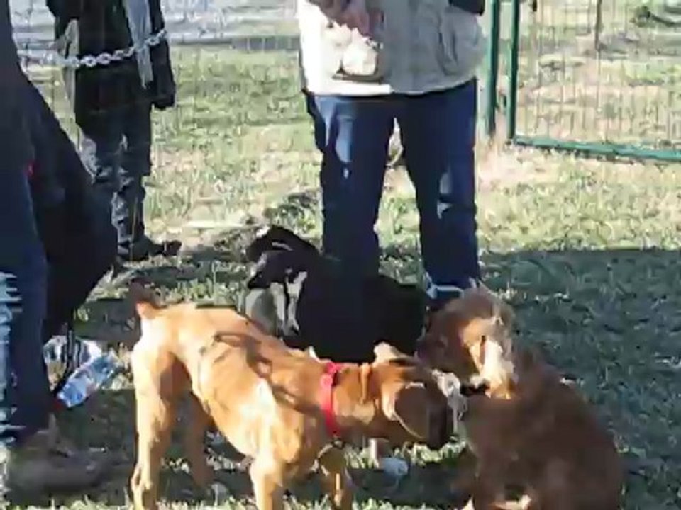 Houba, BB Bouvier d'Appenzell a l'école des chiots