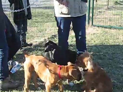 Houba, BB Bouvier d'Appenzell a l'école des chiots