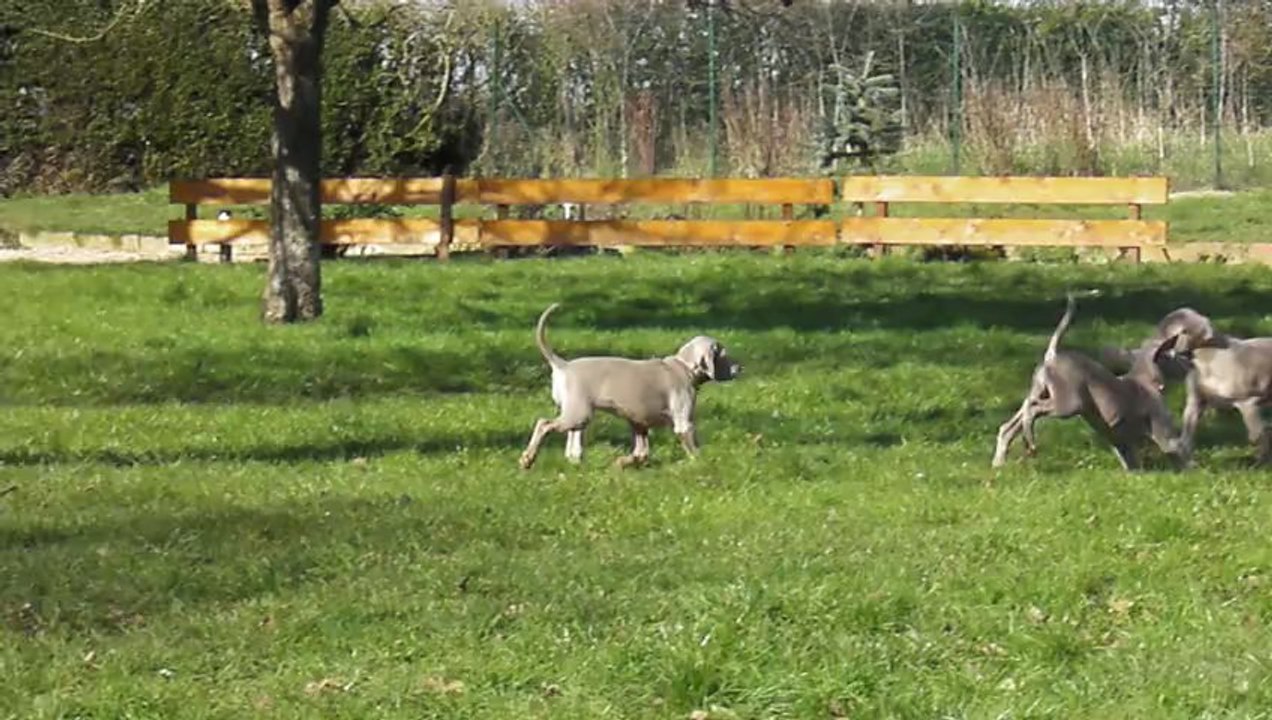 Braques de weimar bébés Abssys.edmund  16/02/2013