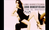 LOBO DOMESTICADO IVAN EL BRAVEADO (Estudio Banda 2013)