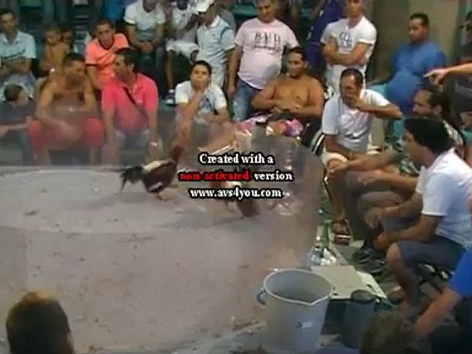 gallo de felet