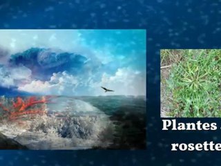 Végétaux et l'hiver