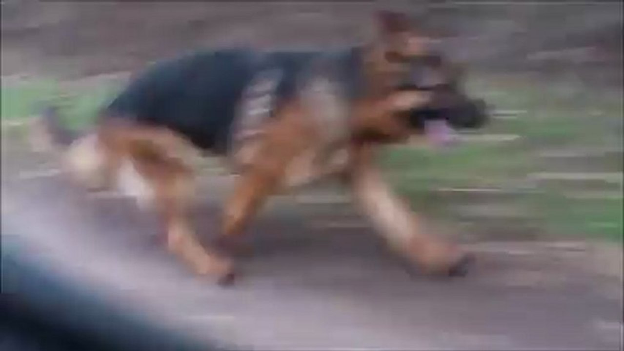 Dusty vom Valtenberg