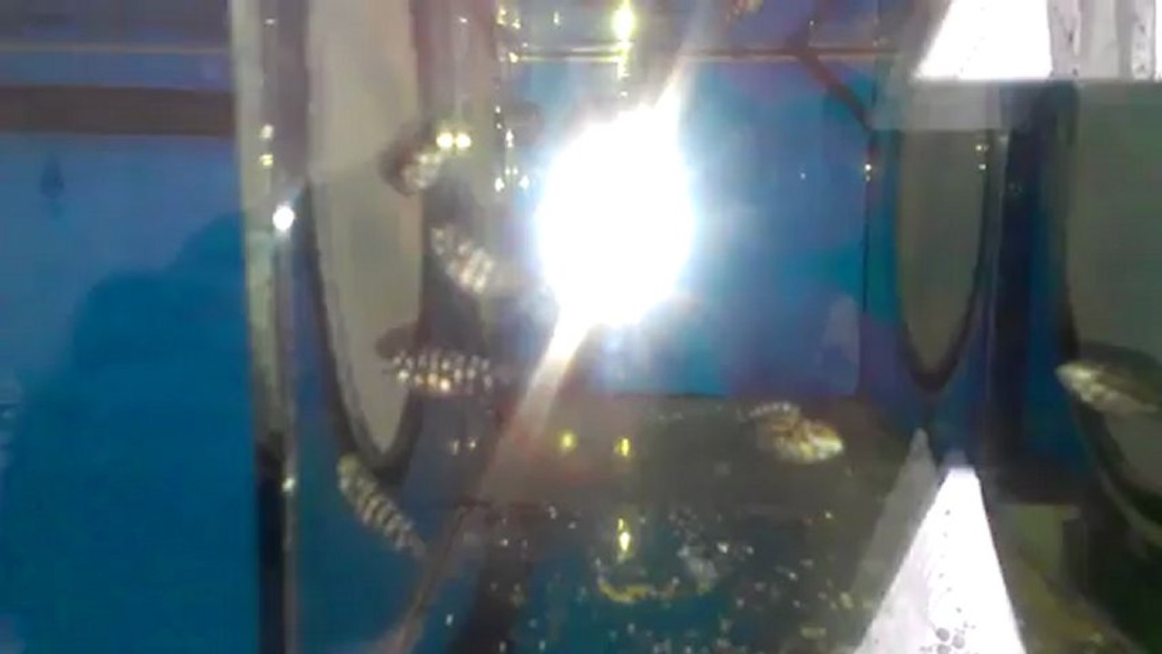 duboisi maswa ilangi yellow