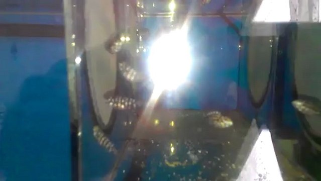 duboisi maswa ilangi yellow