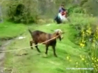 Les chèvres ne sont vraiment pas normales