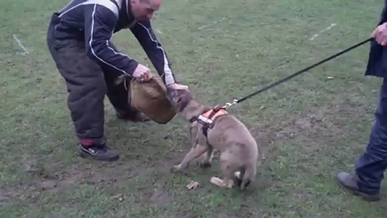 DEMON DE VAN HOOPS : 3 ème séance de mordant