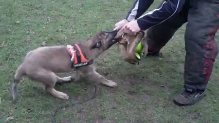 DEMON DE VAN HOOPS : 3ème séance de mordant ( suite et fin)