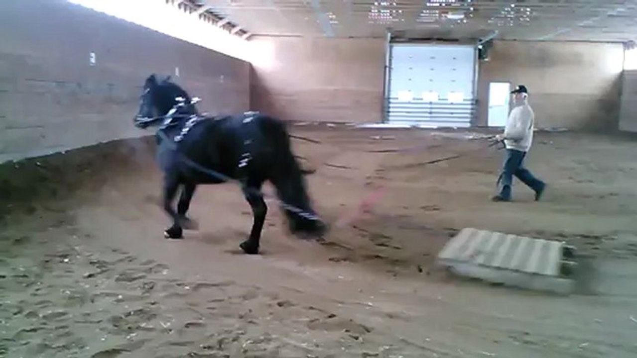 Lola début de débourrage à l'attelage