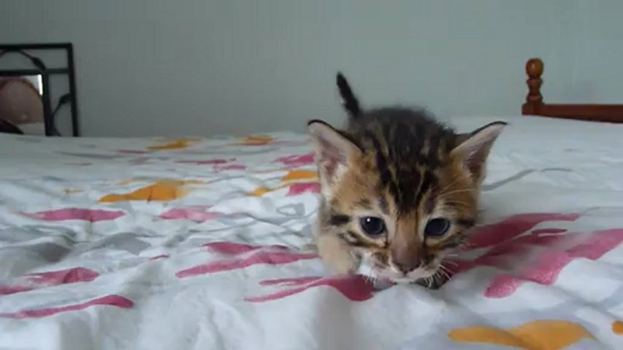 Magic Bengal Isandre - boy 3,5 weeks