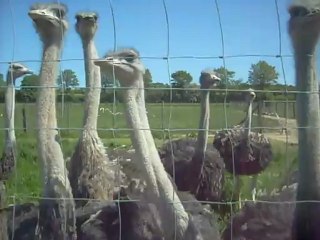 Autruche du Marronnier - Curiosité !