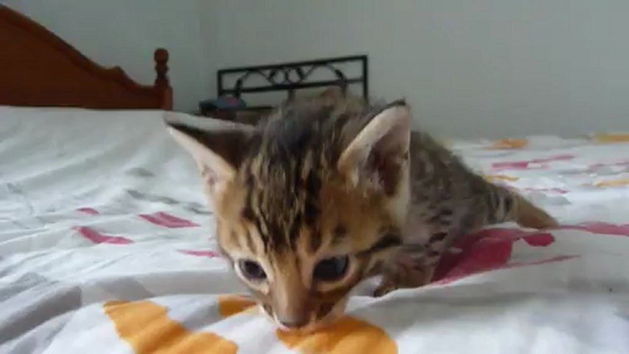 Magic Bengal Isis girl 3,5 weeks