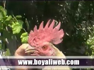 Emine Kocanın Allah ve Anne diyen Horozu