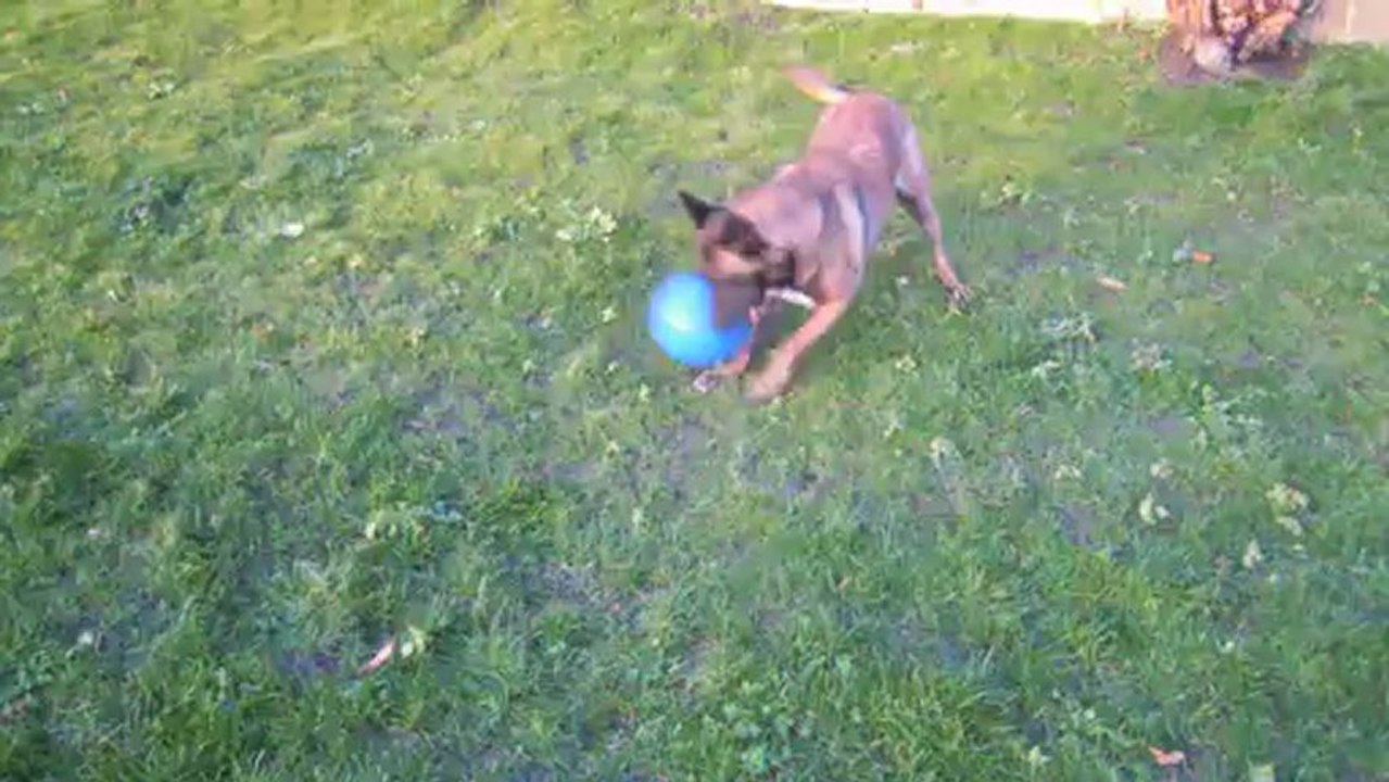 Chinook et sa Boomer Ball.