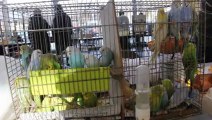 Bourse aux oiseaux exotiques