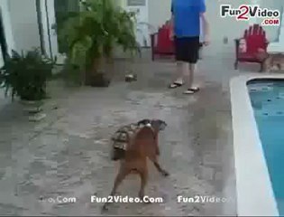 Dog Vs Turtle Animal Fight Video