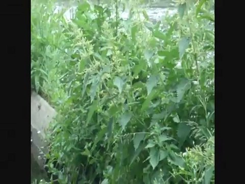 Ambient sounds внешняя среда 3 ล้อมรอบ