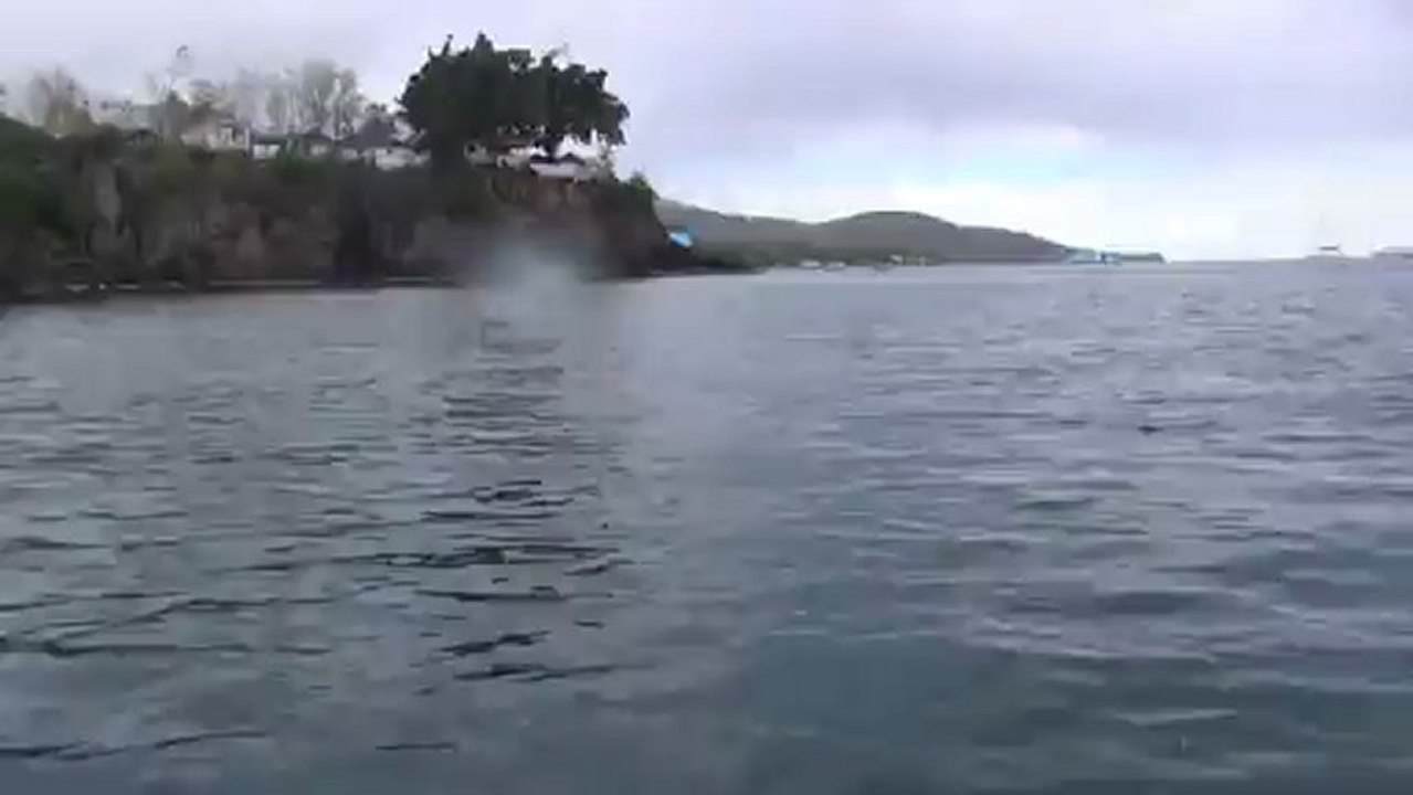 ET971 tortue malendure