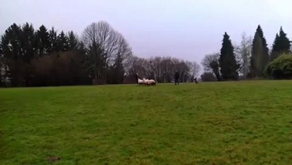 briard chien de berger