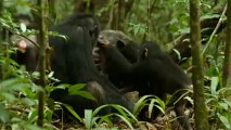 Chimpanzés Bande annonce du film