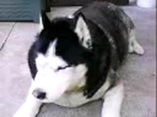 Rosco chante avec les cloches