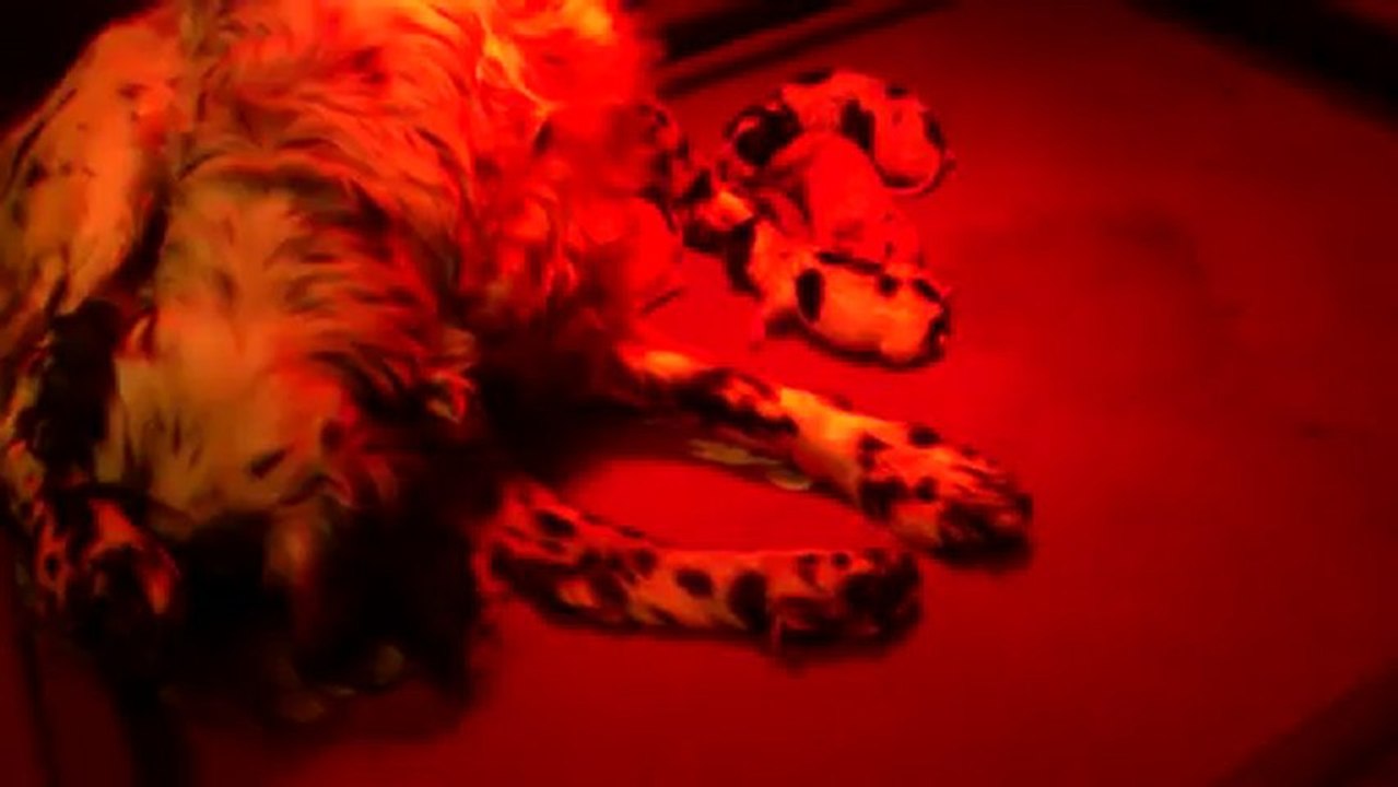 Naissance Chiot Caline - Portée 2013