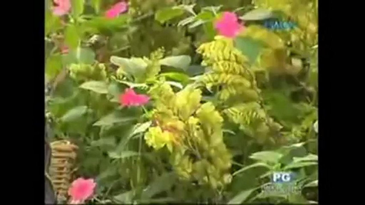 paroa