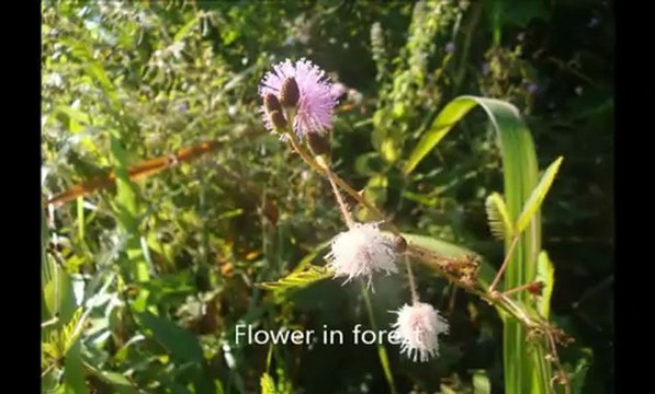 Lovely natural HD Desktop Wallpapers ( nirhara.com)