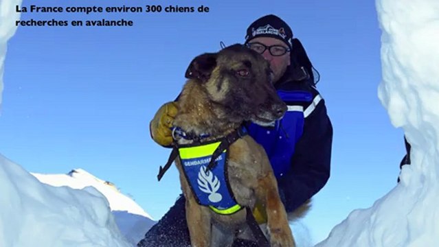 Formation Chiens Avalanches Montgenevre Télé Star