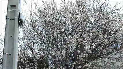 Un étourneau sur la branche