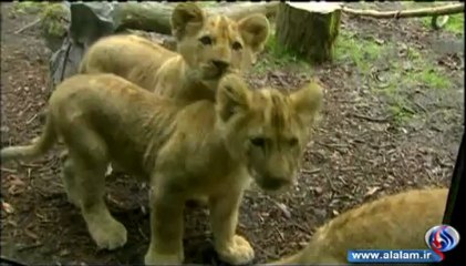 شاهد أشبال الأسود وهي تلهو