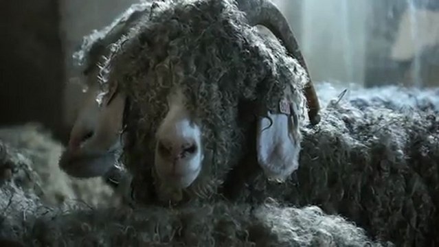 Bauges : tonte de chèvres angora