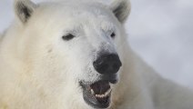Polar bear debuts at Winnipeg zoo