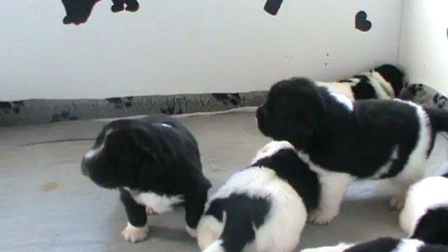 2013 fév 18 Chiots Terre neuves noirs et blancs