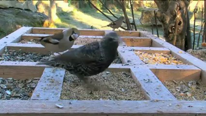 El medi ambient - Menjadores a la carta