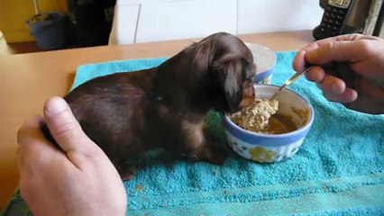 Male vert 1er Repas