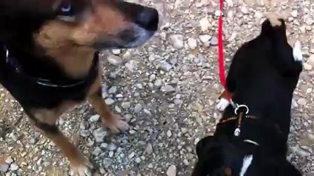 debut en longe de Houba, chiot Bouvier d'Appenzell