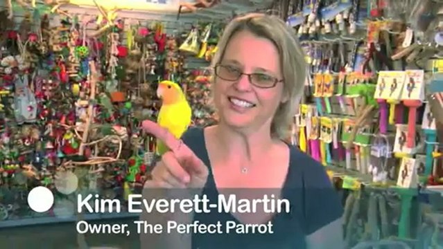 Exotic Birds - Love Birds